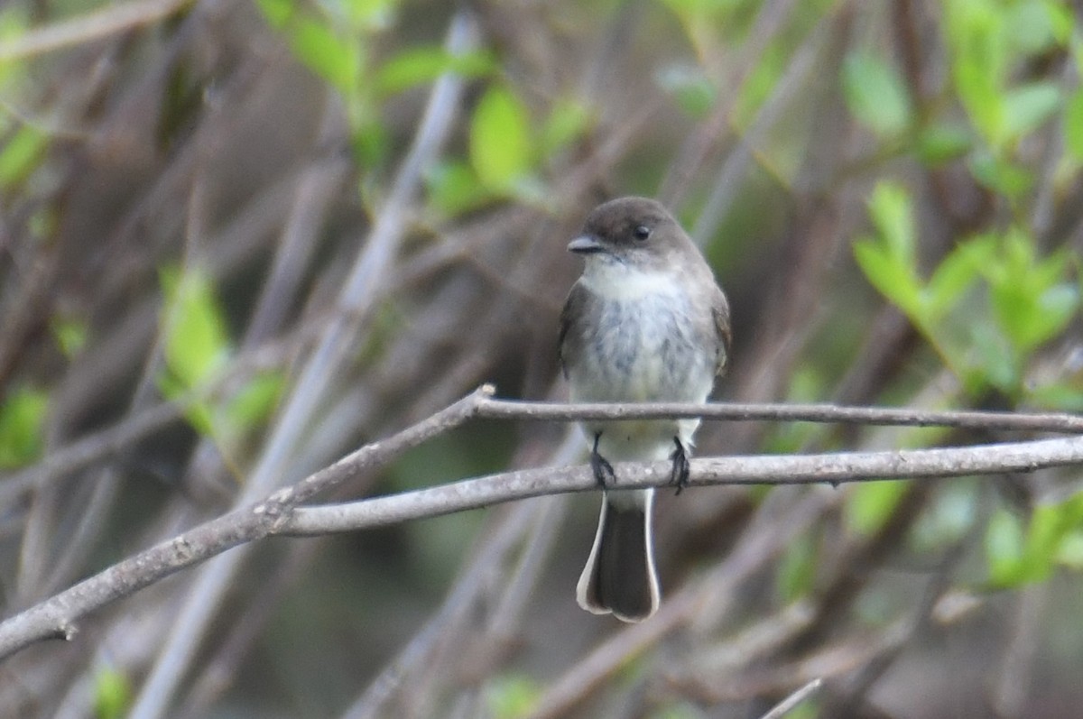 Eastern Phoebe - Colin Dillingham
