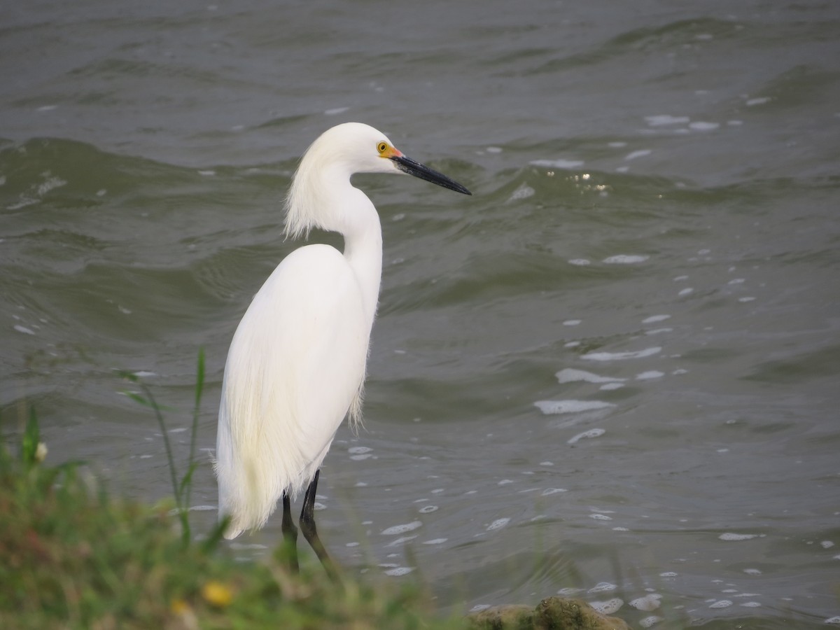 Snowy Egret - ML618060877