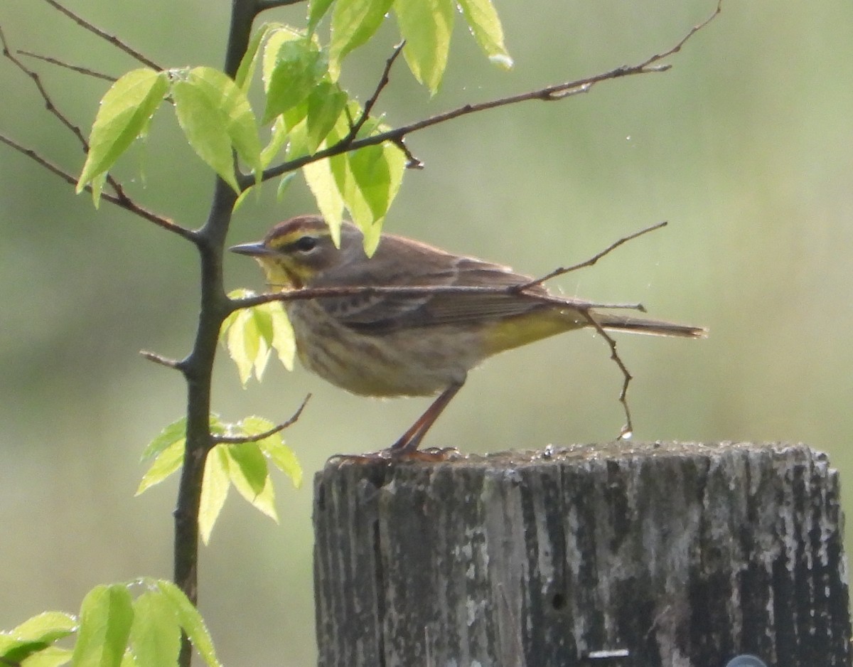 Palm Warbler - ML618060881