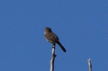 Bewick's Wren - ML618060915