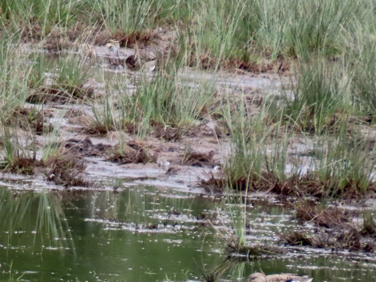 Solitary Sandpiper - George Gerdts