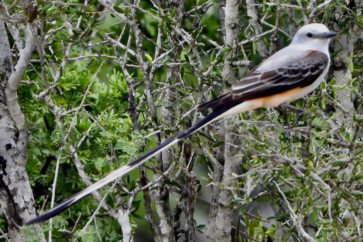 Scissor-tailed Flycatcher - Dayna Austin