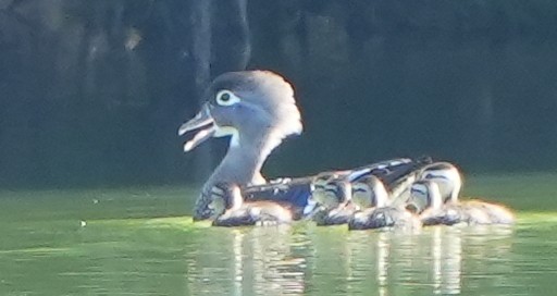 Wood Duck - ML618060946