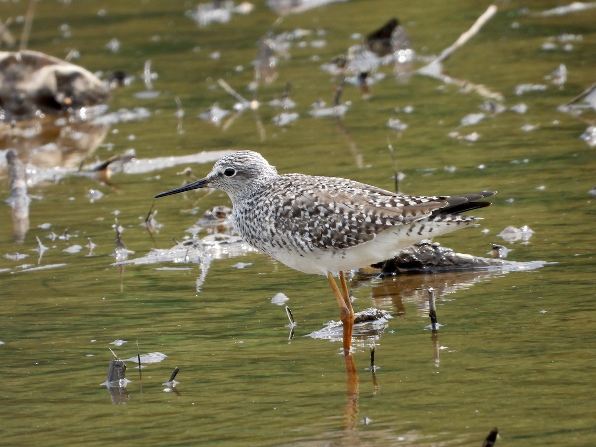 Lesser Yellowlegs - ML618060957