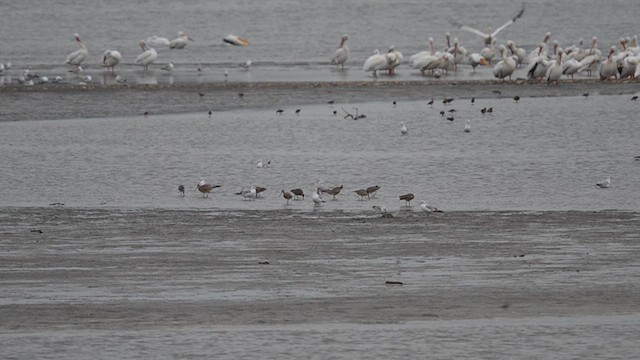 Marbled Godwit - ML618060958