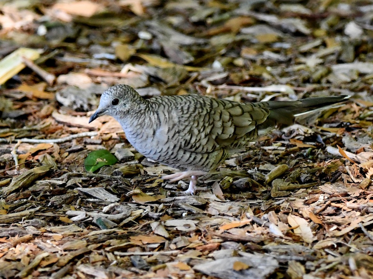 Inca Dove - David Drews