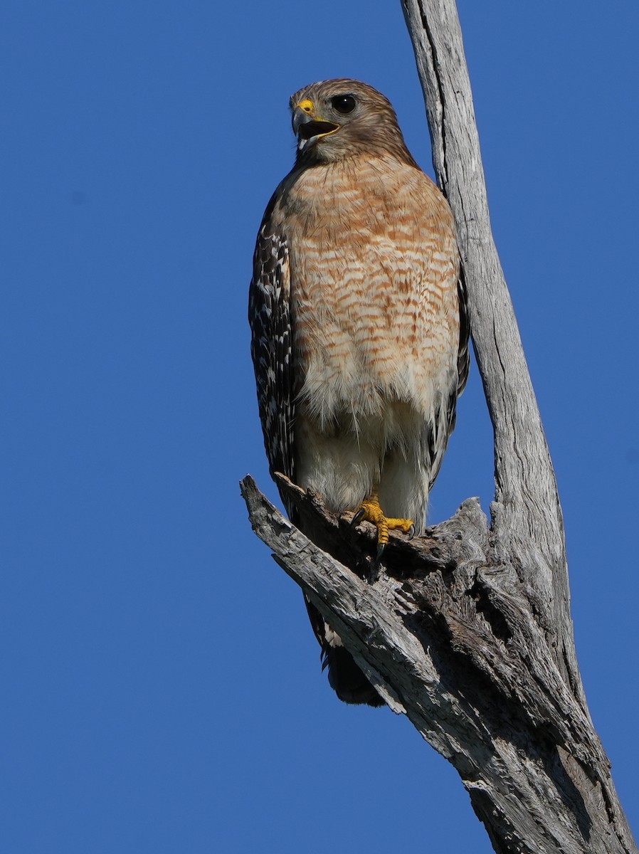 Red-shouldered Hawk - Dave Bowman