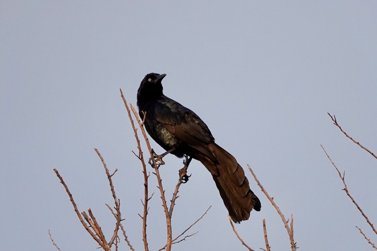 Great-tailed Grackle - ML618061048