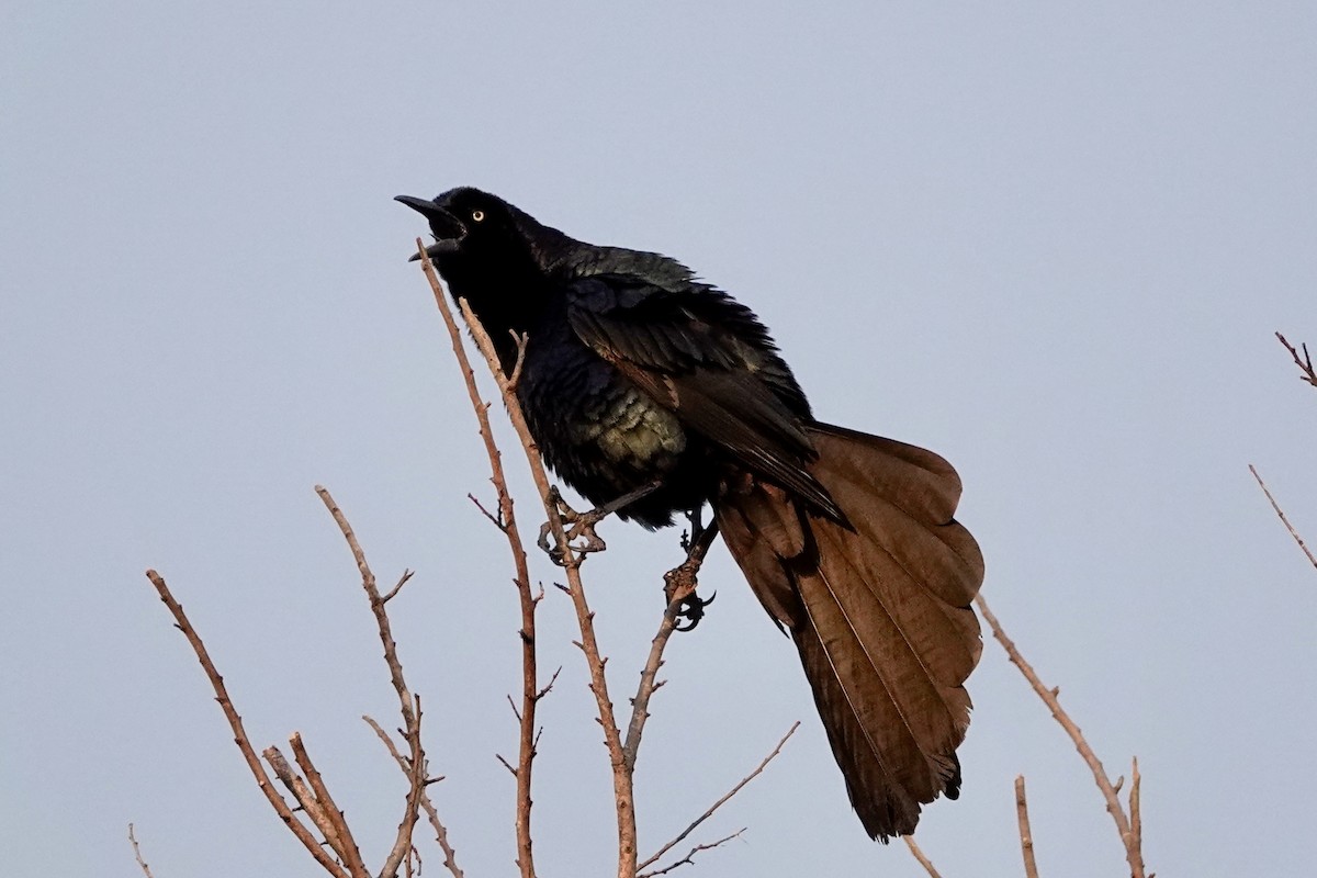 Great-tailed Grackle - ML618061049