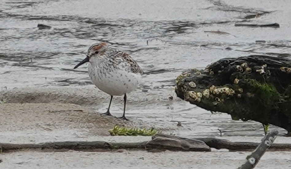 Western Sandpiper - ML618061058