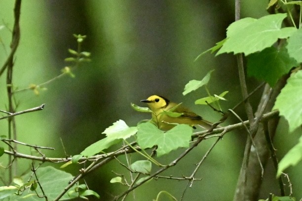 Hooded Warbler - Walter Calhoun