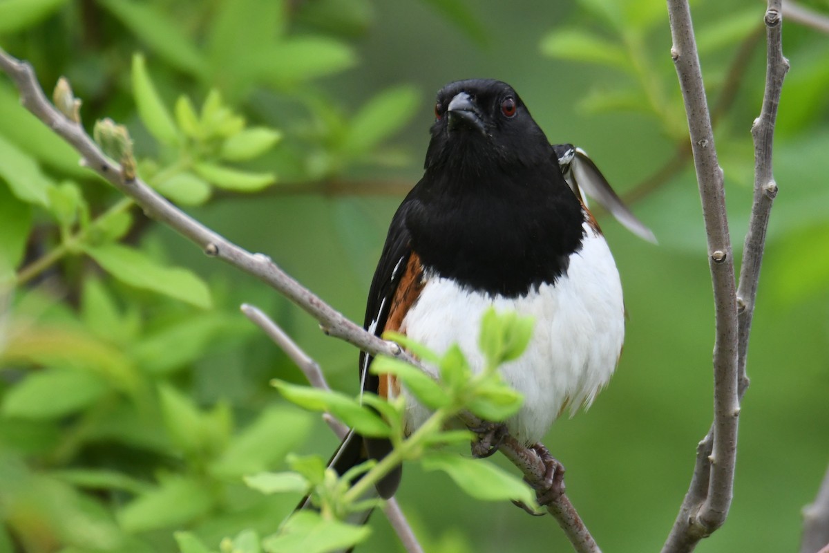 Eastern Towhee - ML618061143