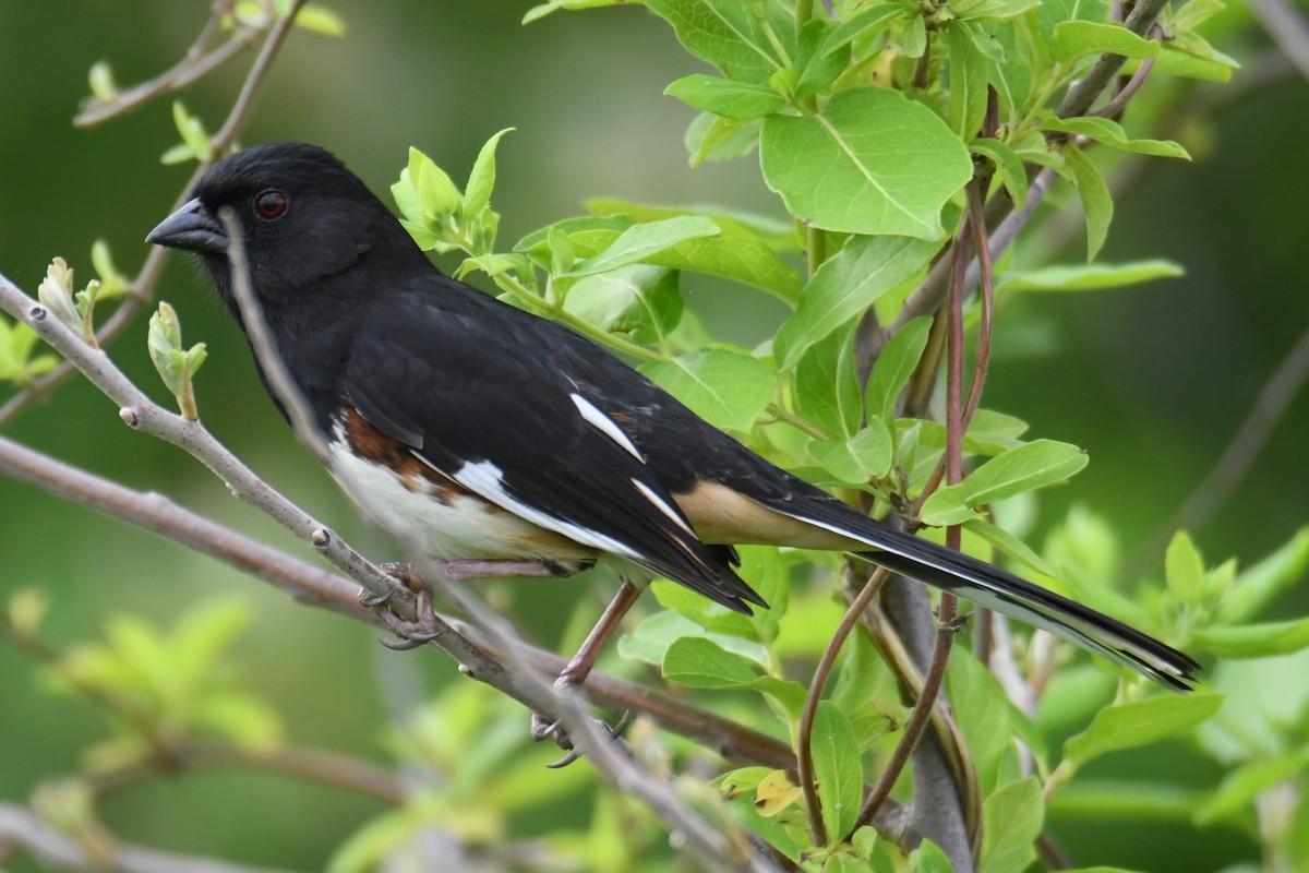 Eastern Towhee - ML618061144