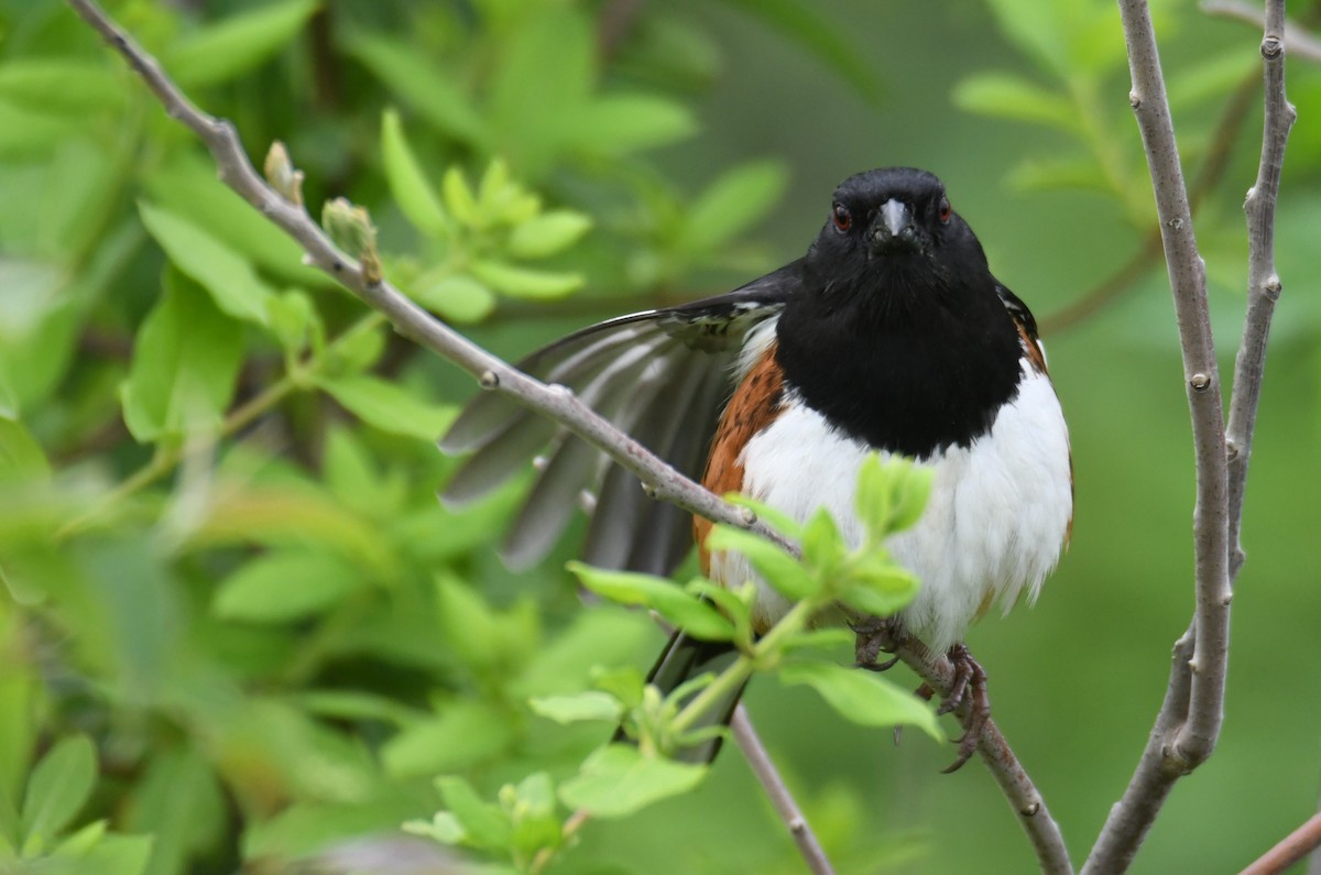 Eastern Towhee - ML618061145