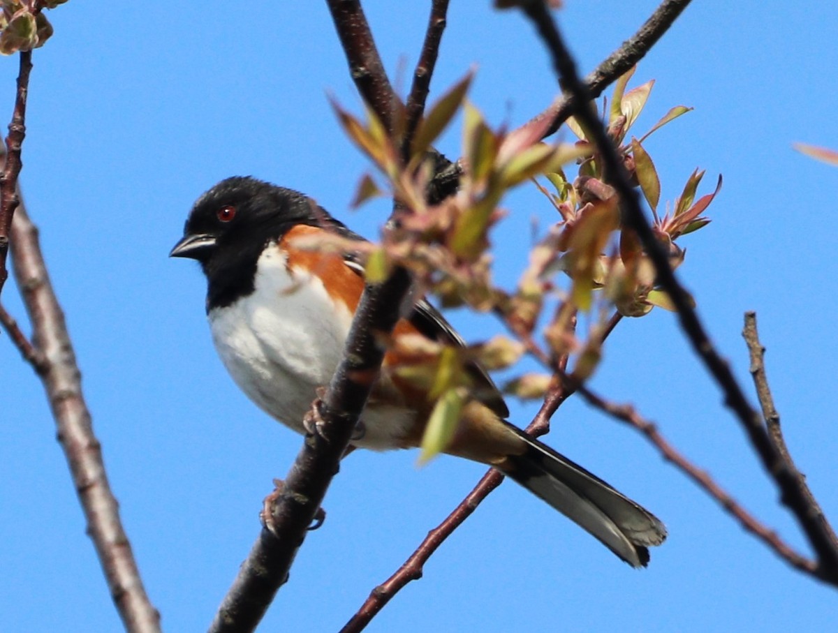 Eastern Towhee - ML618061153