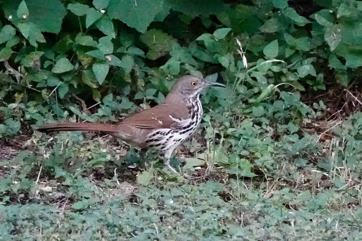 Long-billed Thrasher - Kenna Sue Trickey