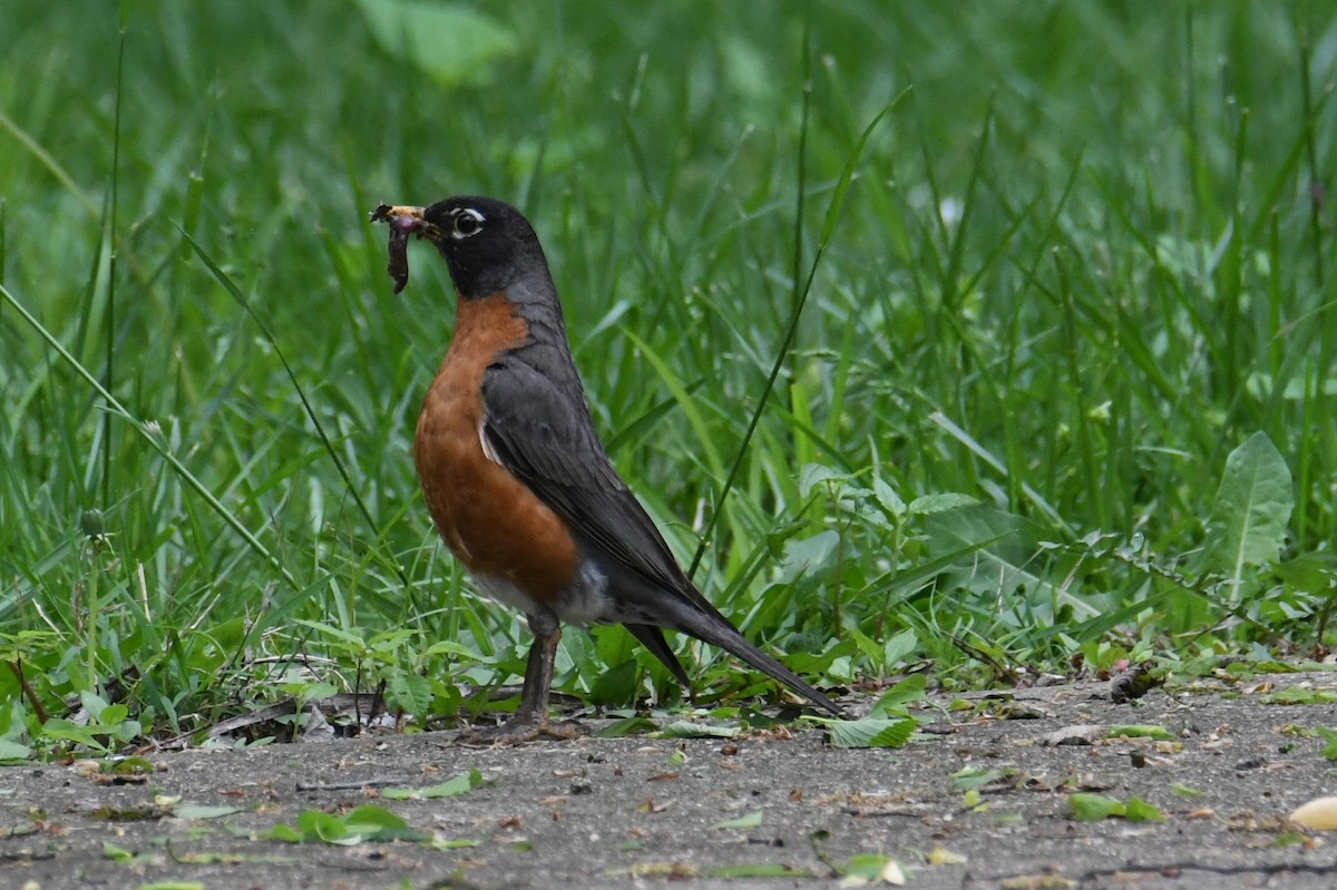 American Robin - ML618061179