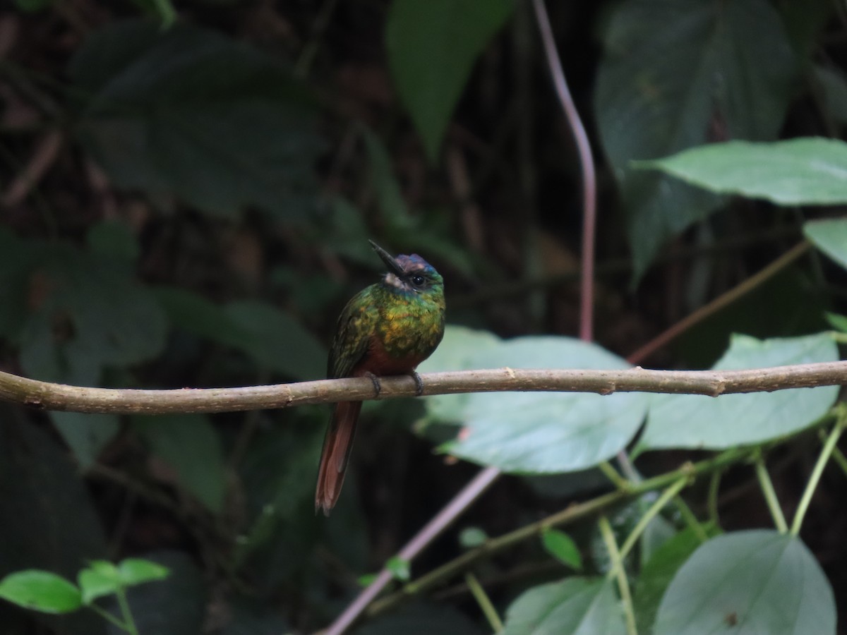 White-chinned Jacamar - Cristian Cufiño