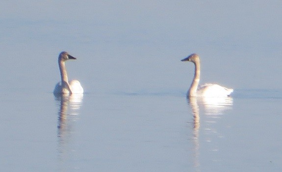 Tundra Swan - Ian Fallas