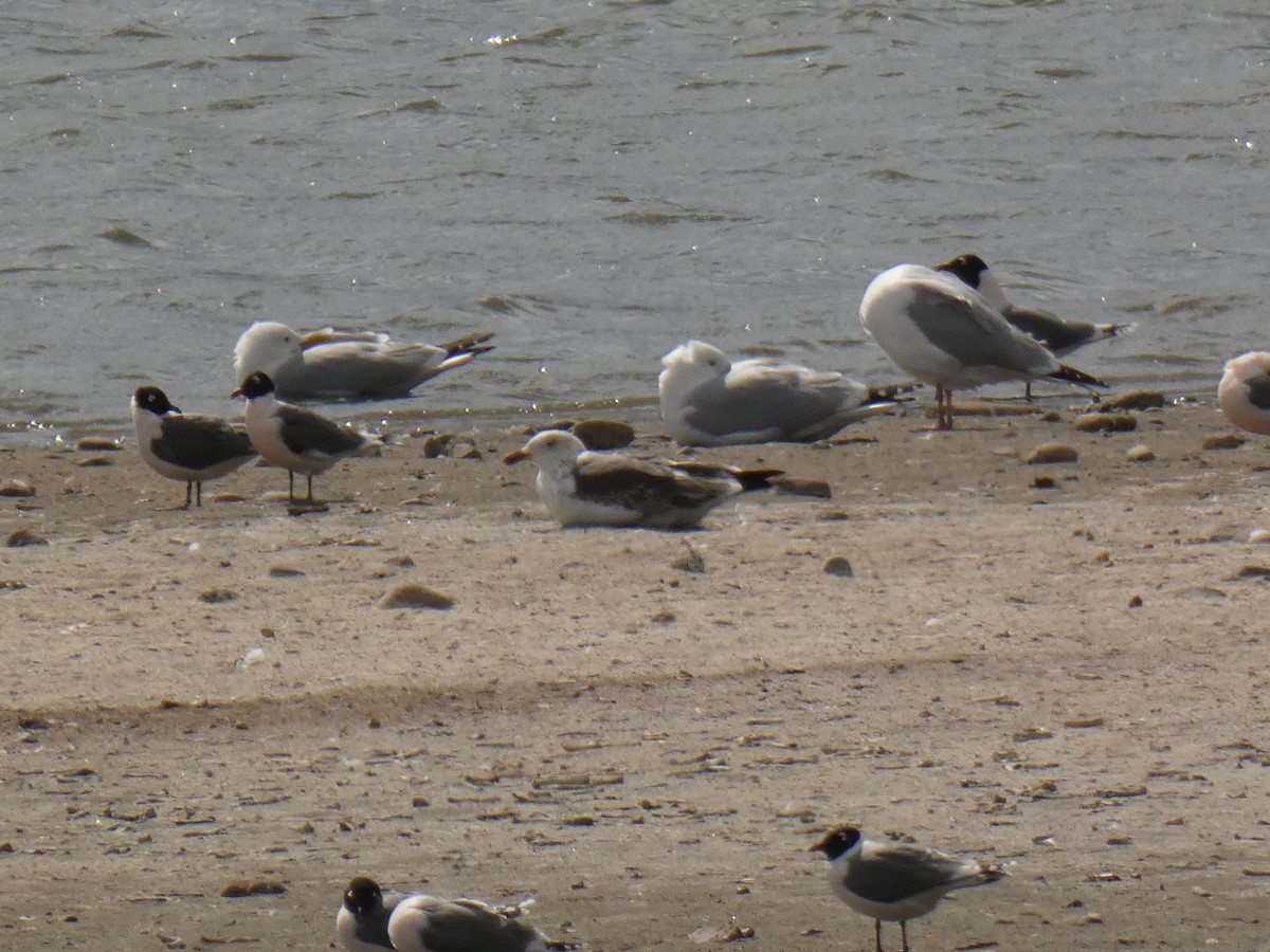 Lesser Black-backed Gull - ML618061289