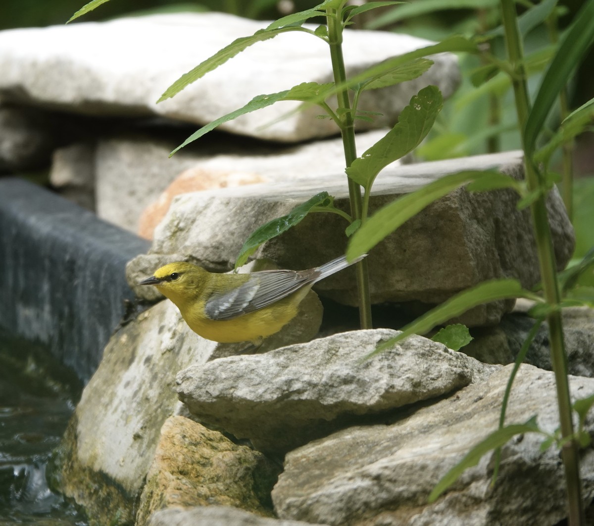 Blue-winged Warbler - ML618061304