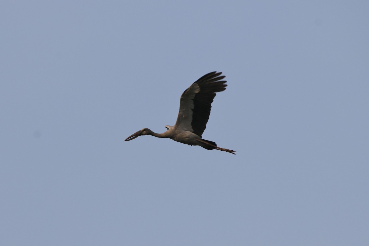 Asian Openbill - ML618061318