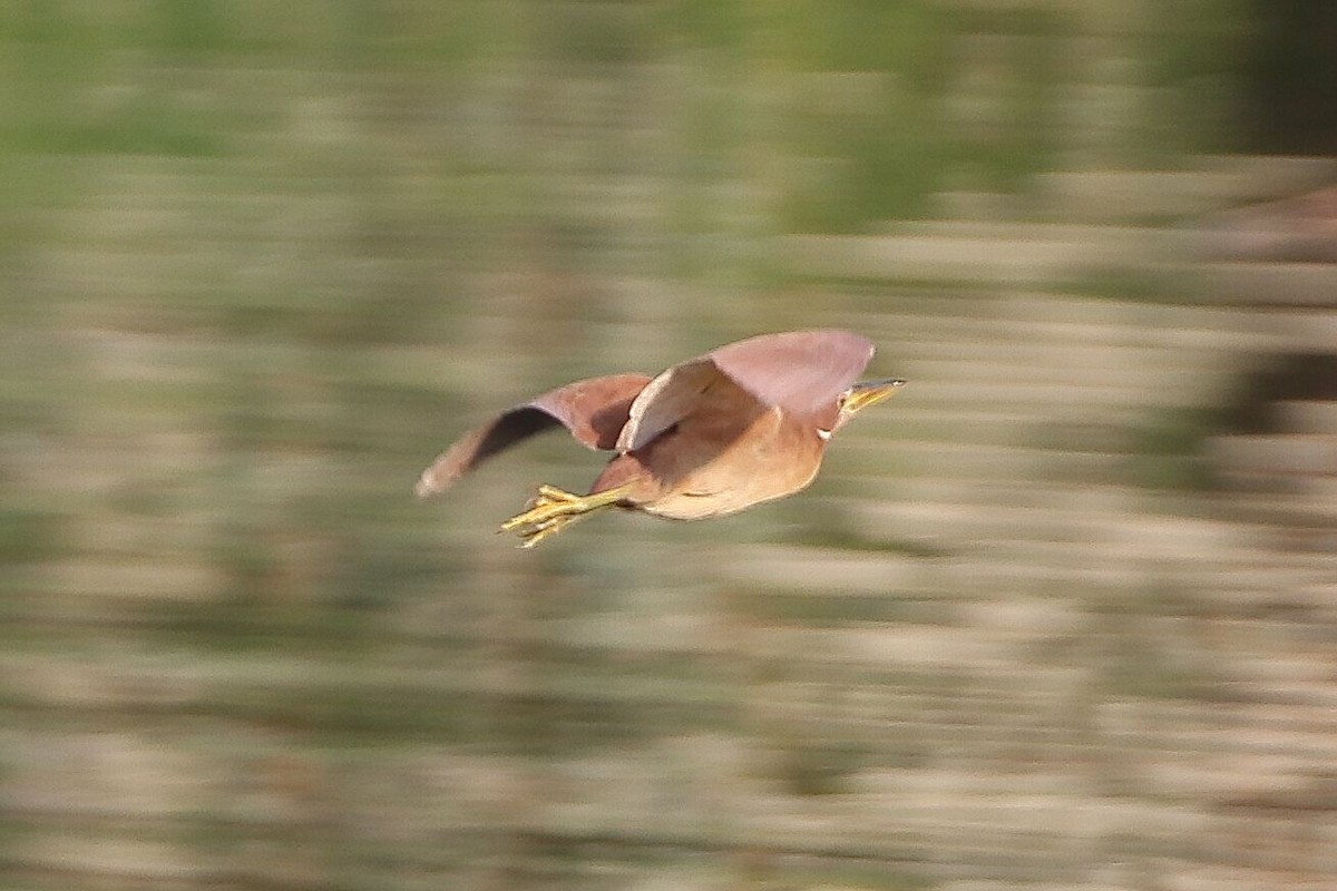 Cinnamon Bittern - ML618061331