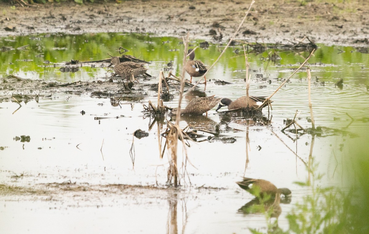 Blue-winged Teal - ML618061351