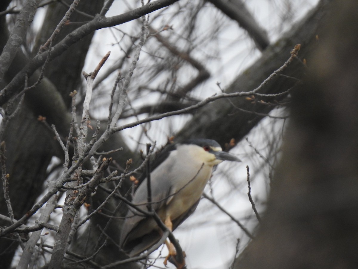 Black-crowned Night Heron - ML618061370