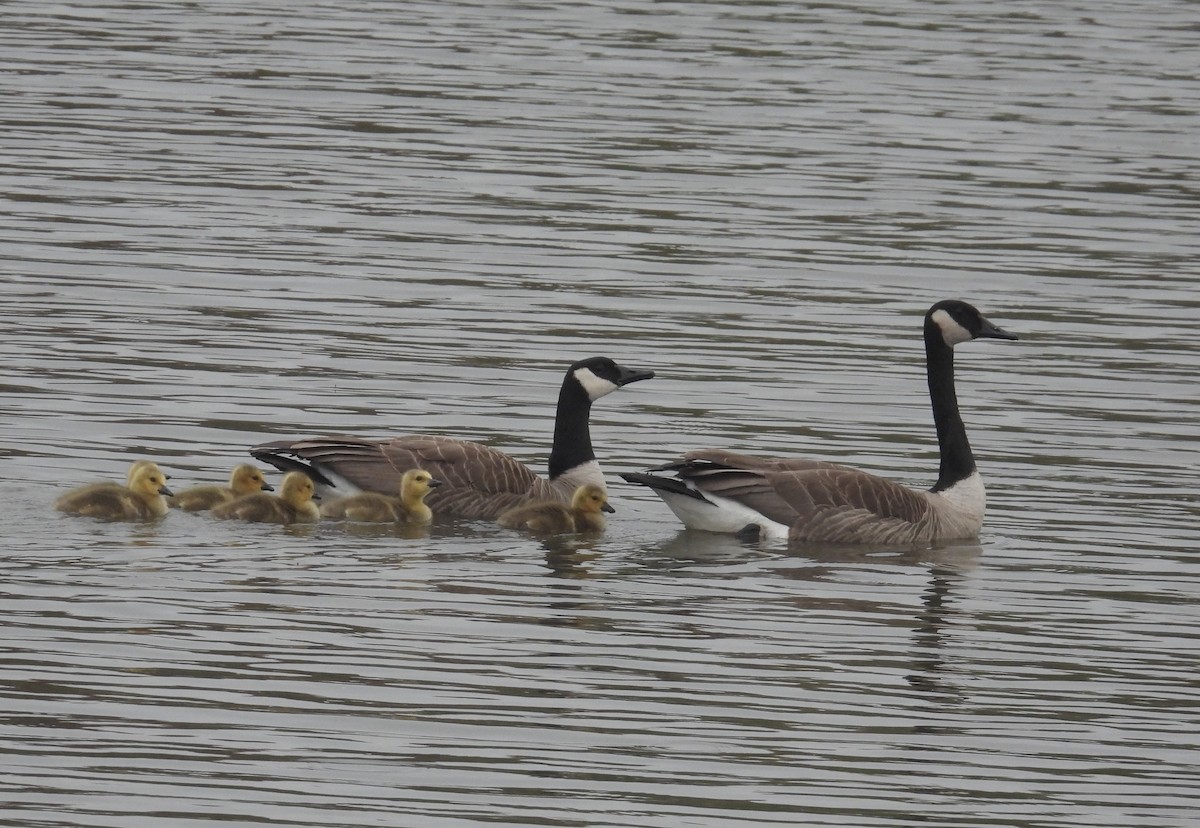 Canada Goose - ML618061382