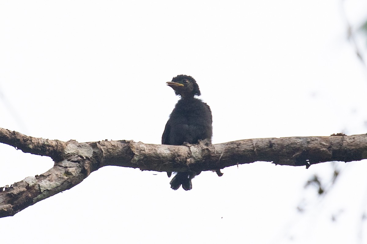 Bronzed Drongo - ML618061384