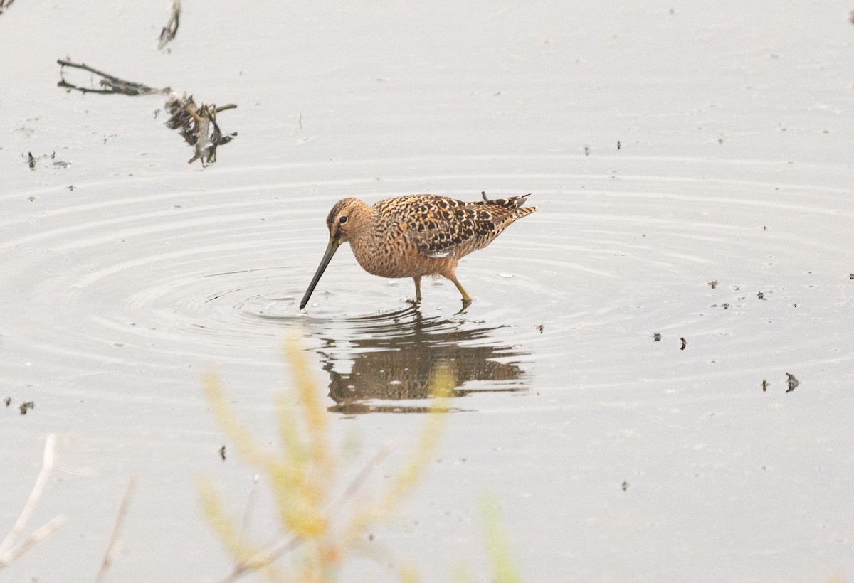 Long-billed Dowitcher - ML618061407
