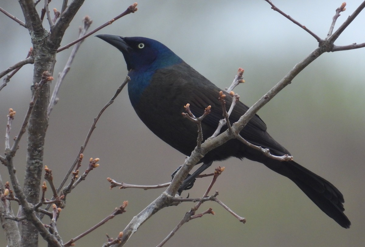 Common Grackle - ML618061413