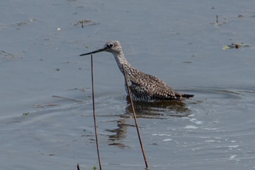 Greater Yellowlegs - ML618061423