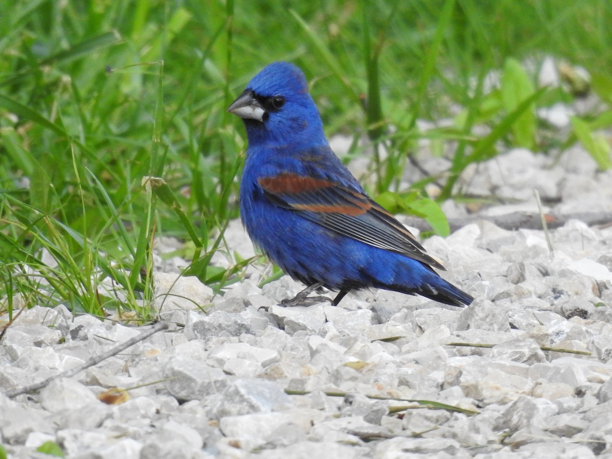 Blue Grosbeak - James Bolte