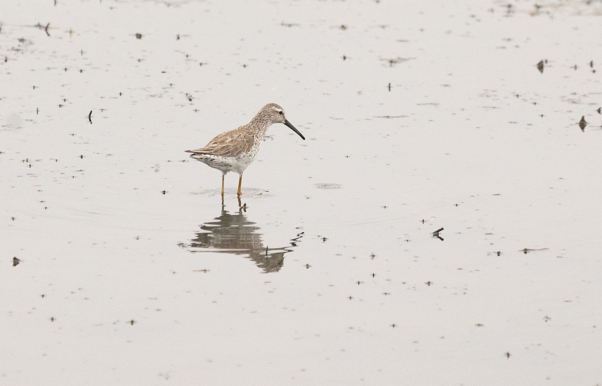 Stilt Sandpiper - ML618061427