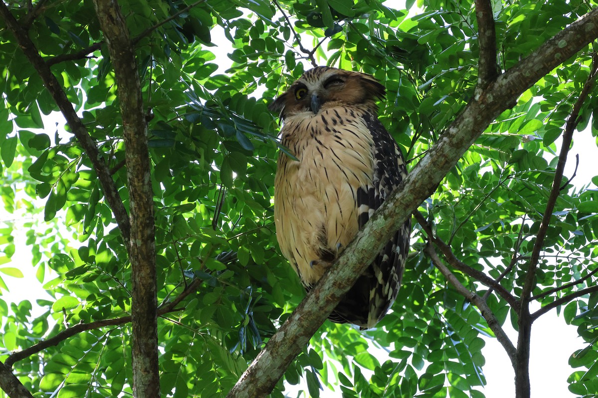 Buffy Fish-Owl - Soo sing Loke