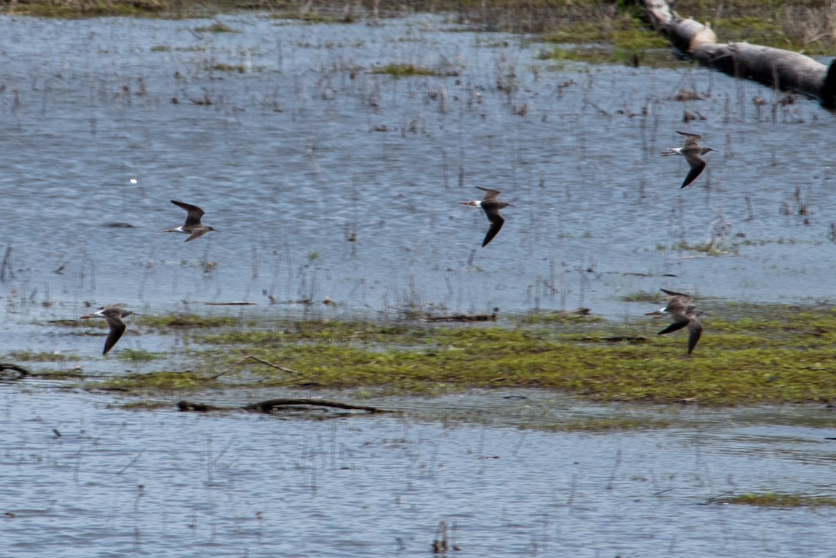 Lesser Yellowlegs - ML618061432