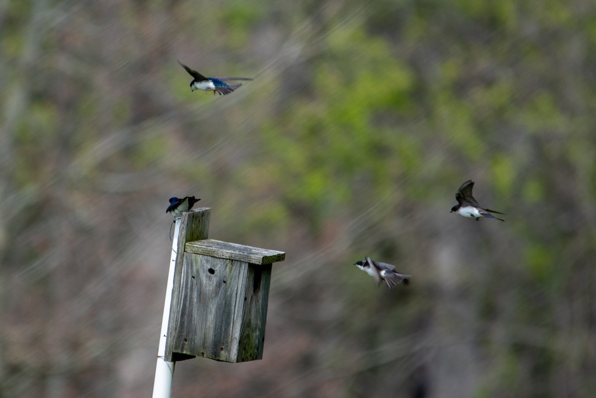 Tree Swallow - ML618061473