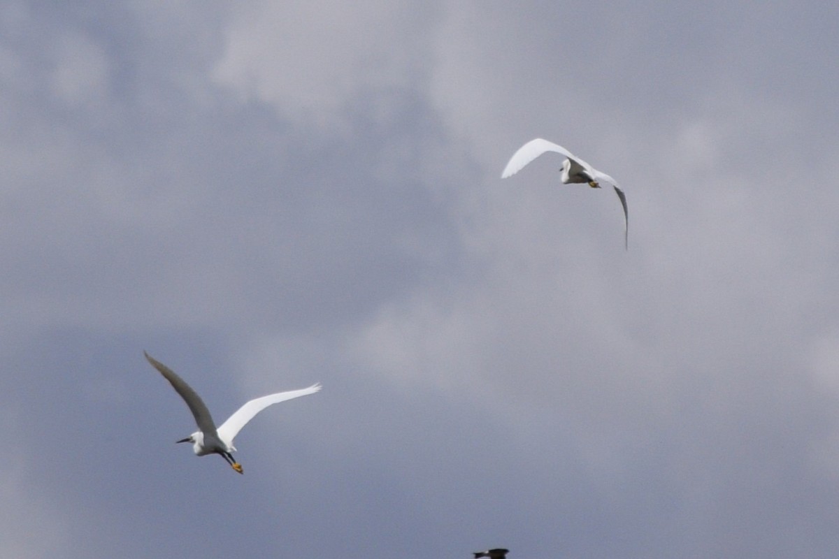 Snowy Egret - ML618061500