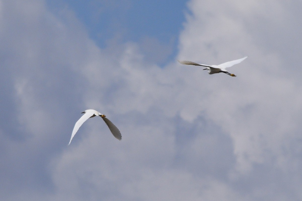 Snowy Egret - ML618061501