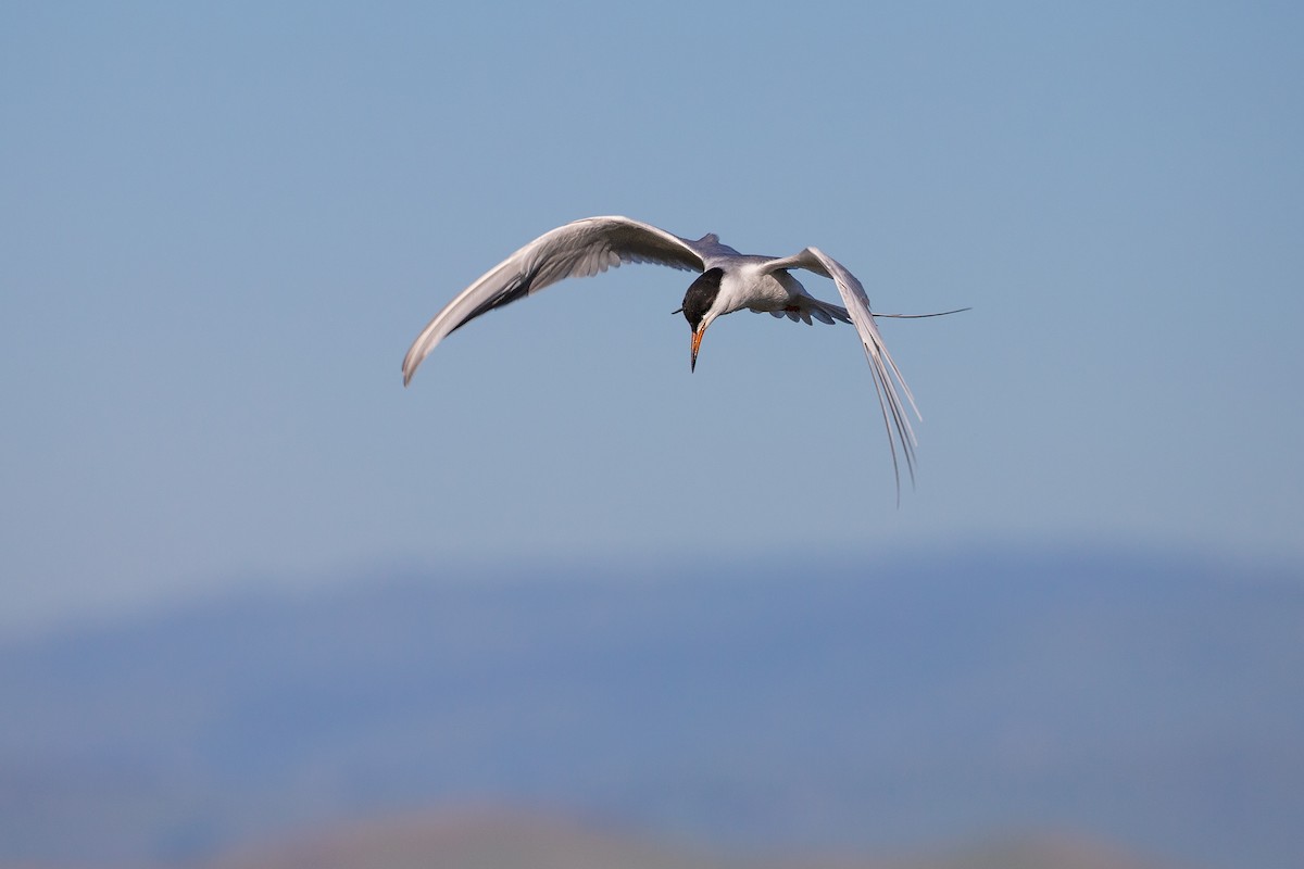 Forster's Tern - ML618061519