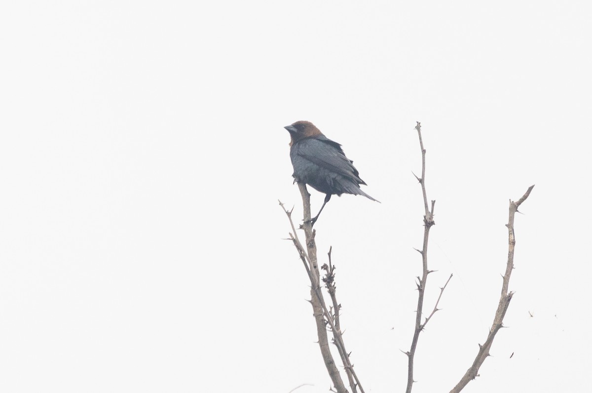 Brown-headed Cowbird - Gabrielle Harper