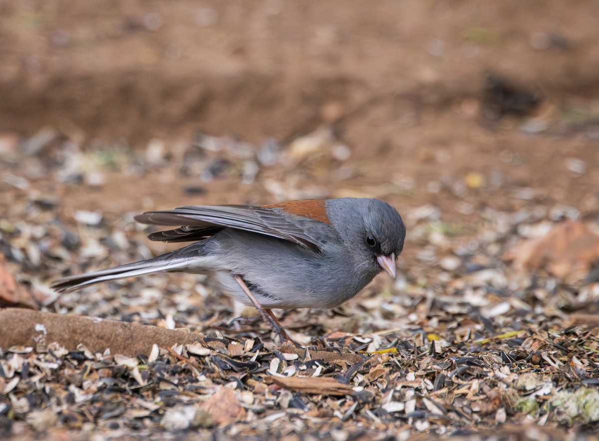 Dark-eyed Junco - Joshua Wykes