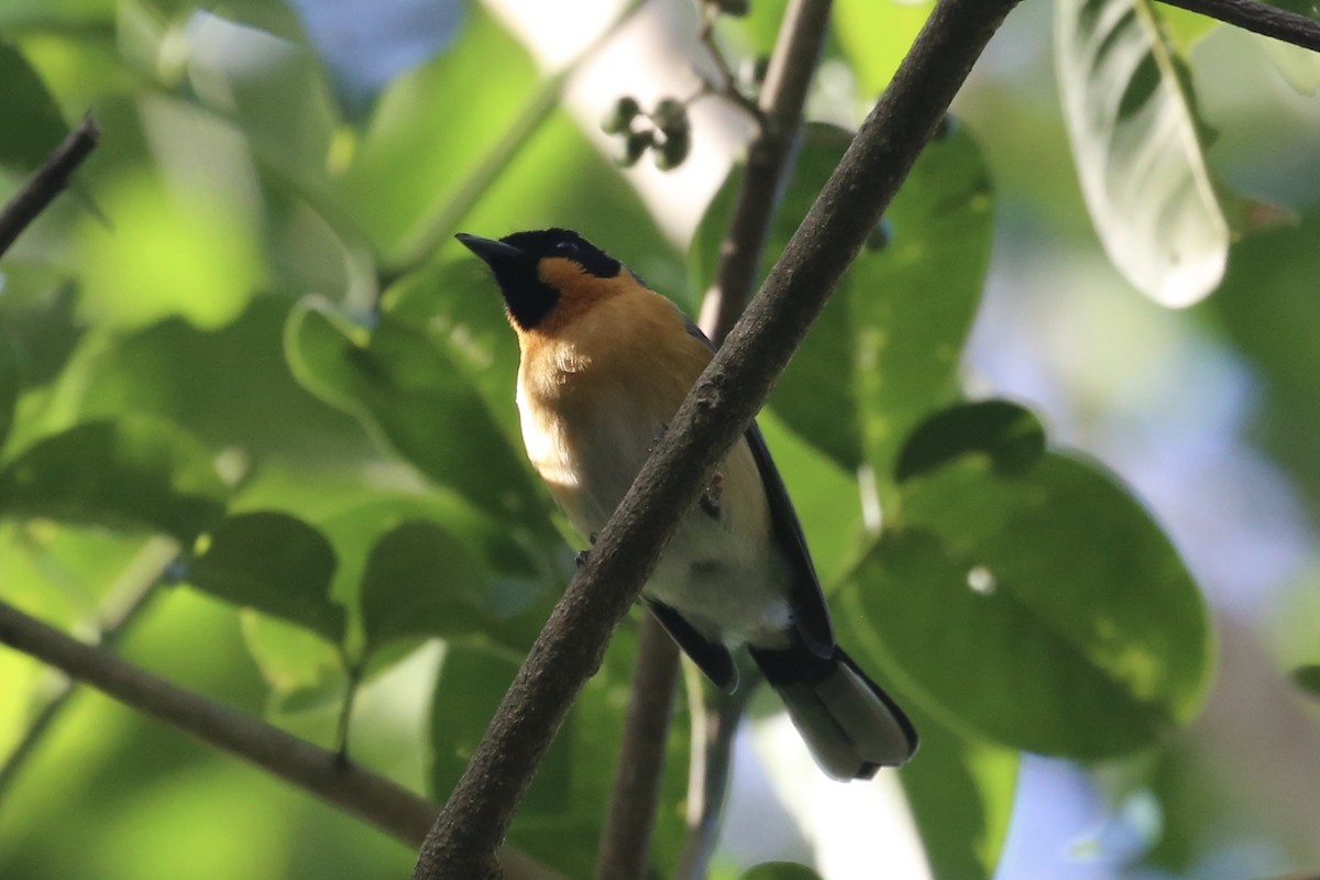 Spectacled Monarch - ML618061547