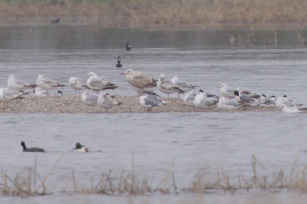 racek stříbřitý (ssp. smithsonianus) - ML618061566