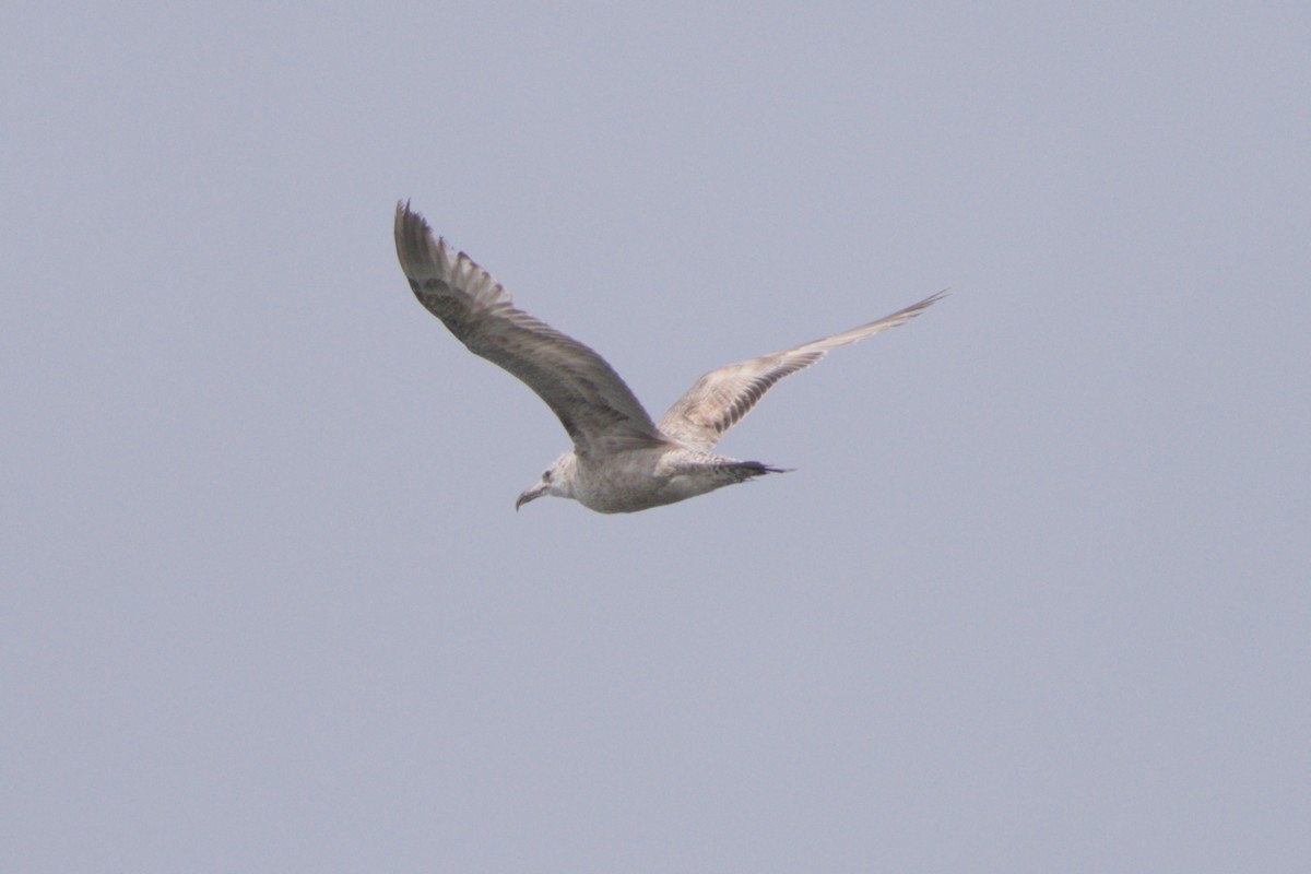 racek stříbřitý (ssp. smithsonianus) - ML618061568