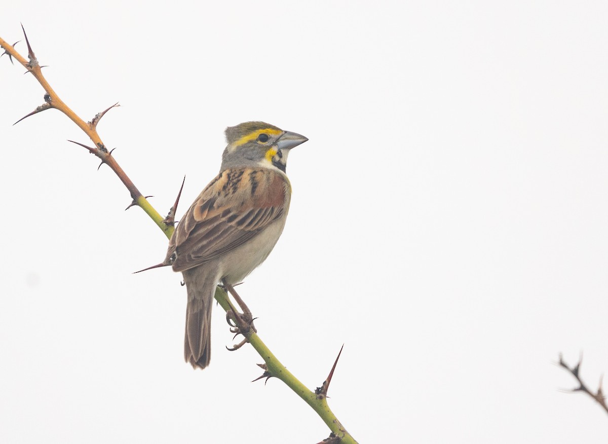 Dickcissel - ML618061601