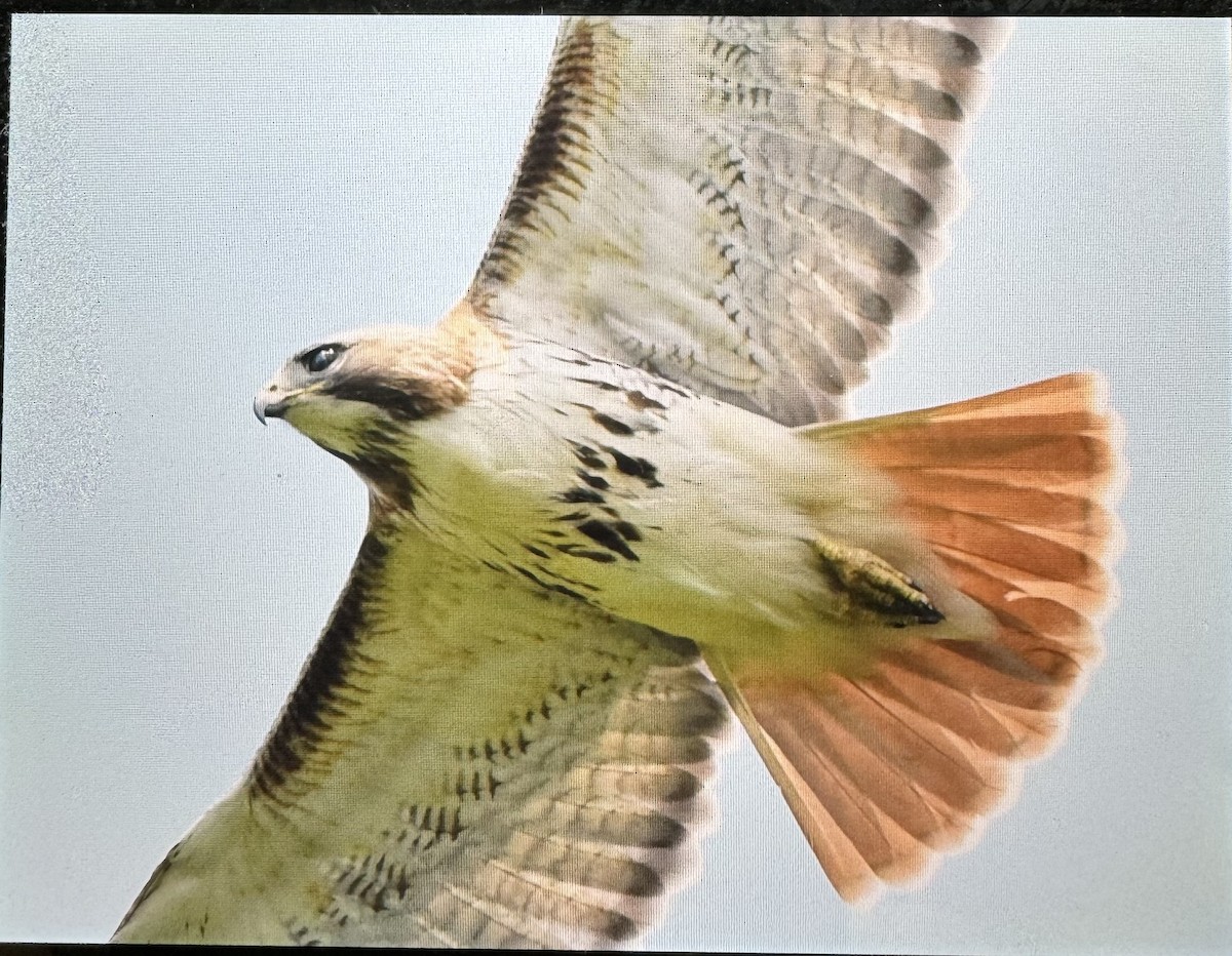 Red-tailed Hawk - ML618061622