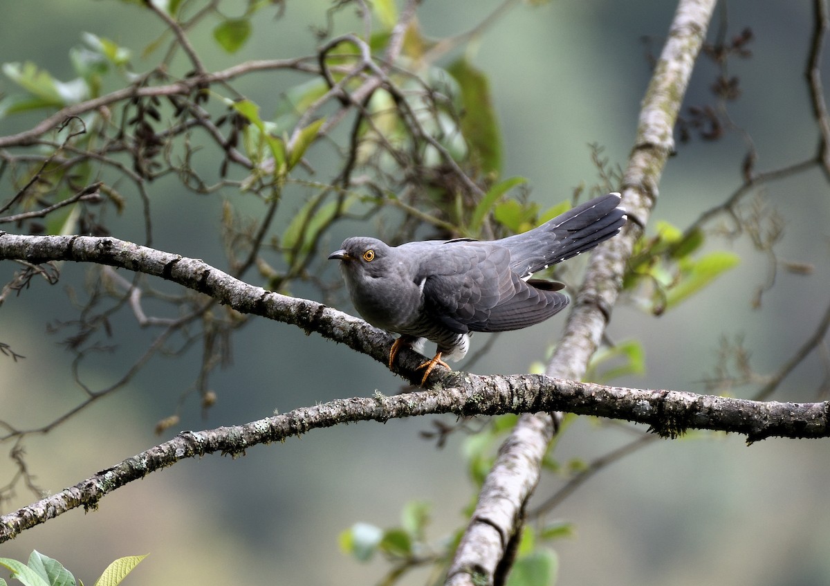 Indian Cuckoo - Antara  Paul